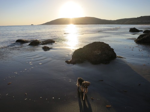 Dog friendly part of the day - Avila Beach, CA at sunset.